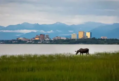 moose-anchorage-alaska-usa-1