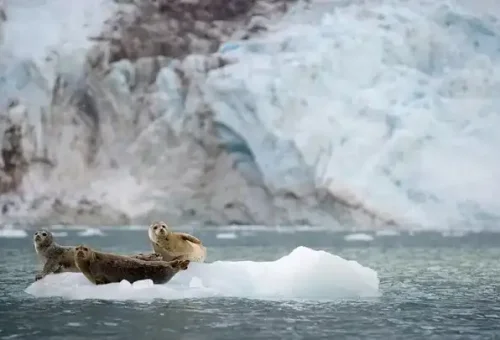 harbor-seals-sit-on-ice-flow-anchorage-alaska-usa-1