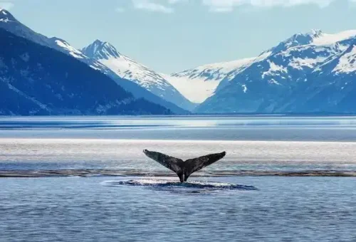 whale-tail-anchorage-alaska-usa-1