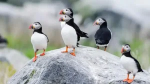 Atlantic Puffins St Johns Newfoundland Canada 1