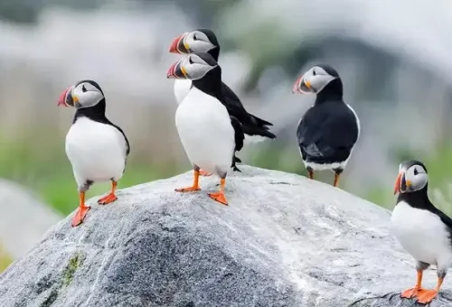 atlantic-puffins-st-johns-newfoundland-canada-1