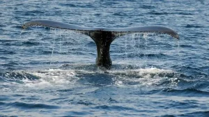 Whale Tail Cape Bonavista Canada 1