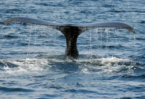 whale-tail-cape-bonavista-canada-1