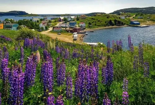 wildflower-deer-lake-canada-1