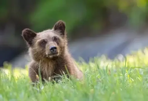 bear-cub-lake-louise-canada-1