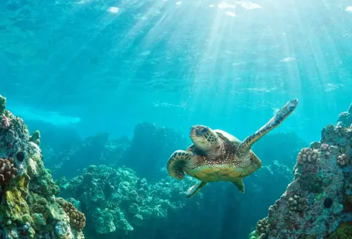 hawaiian-discovery-guided-tour-2