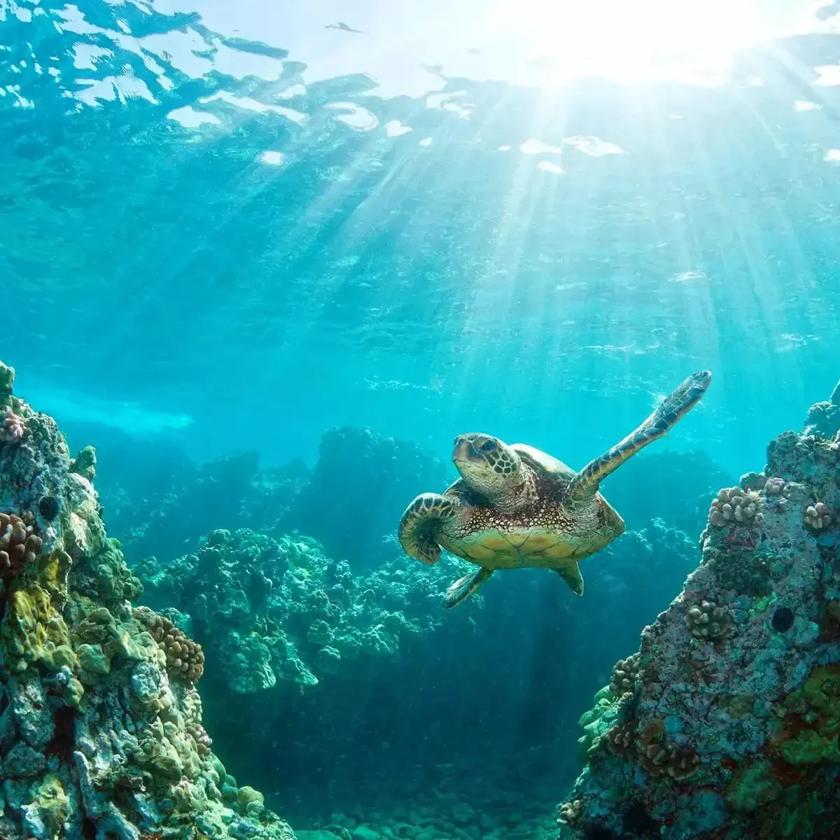 Hawaiian Discovery Guided Tour 2