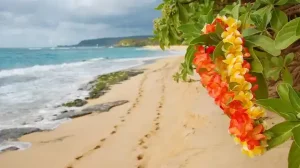 Oahu Beach Honolulu Hawaii 1