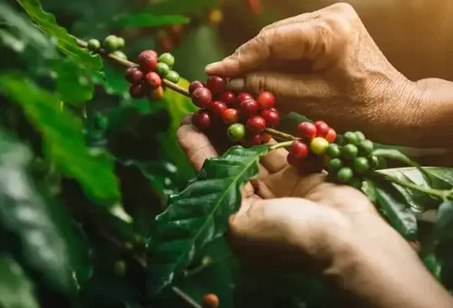 coffee-beans-honolulu-hawaii-2