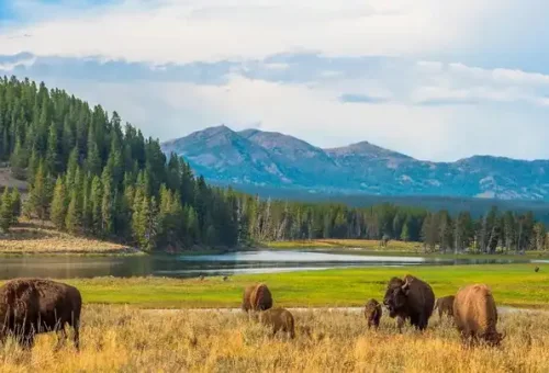 bison-wyoming-usa-1