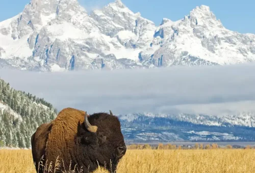 national-parks-wonders-guided-tour-6