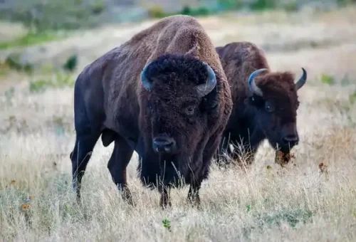 bison-yellowstone-usa-6