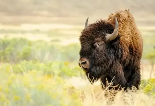 bison-grand-teton-national-park-usa-1