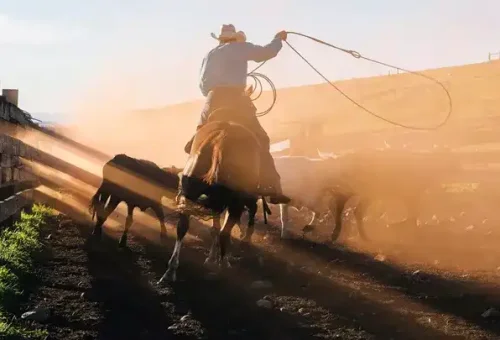 cowboy-lassoing-bull-cody-usa-1