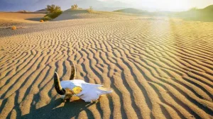 Skull Desert Death Valley Usa 1