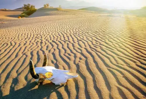 skull-desert-death-valley-usa-1