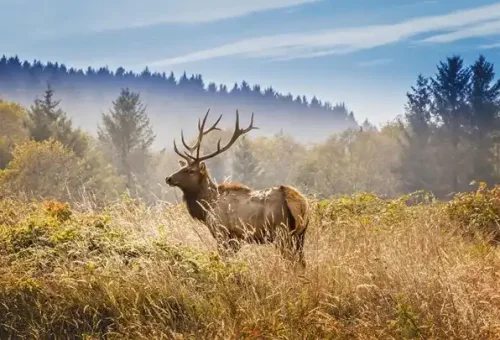 elk-yosemite-national-park-usa-1