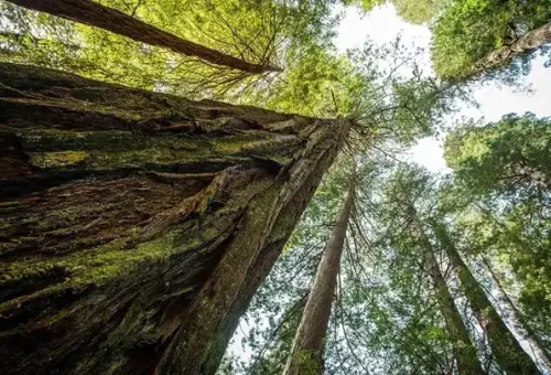 tree-sequoia-national-park-usa-1