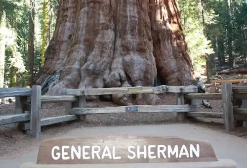 general-sherman-tree-sequoia-national-park-usa-1