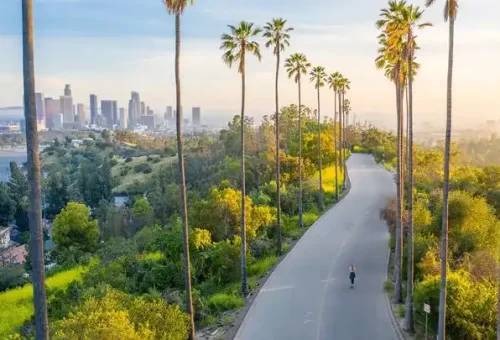 palm-trees-downtown-los-angeles-usa-1