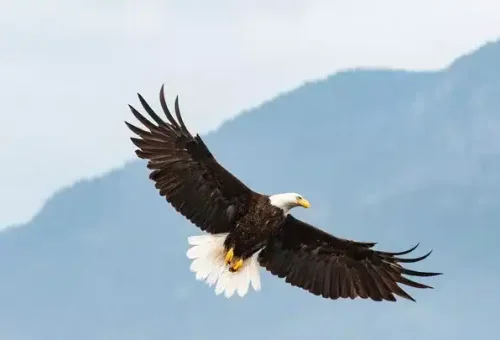 bald-eagle-baddeck-canada-1