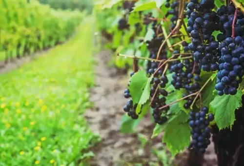 vinyard-lahave-river-valley-canada-1