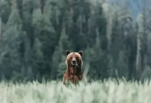 bear-banff-national-park-canada-1