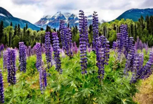 lupins-flower-mountain-mount-robson-canada-9