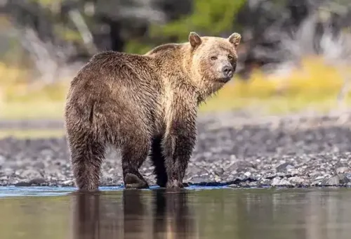 grizzly-bear-sun-peaks-canada-3