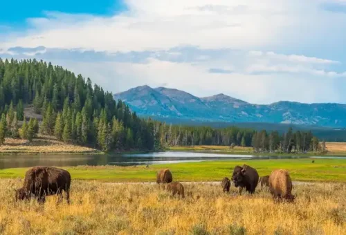 buffalos-jackson-usa