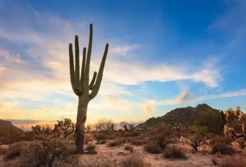 cactus-phoenix-usa