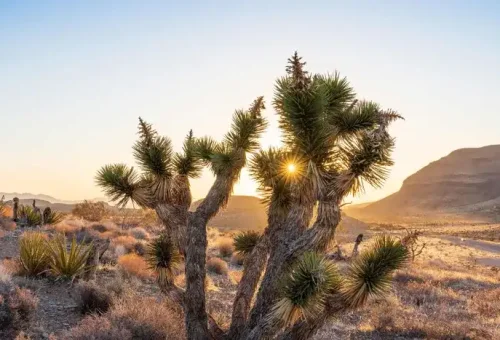 joshua-tree-las-vegas-usa