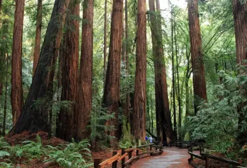 muir-woods-san-francisco-usa