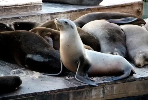 sea-lion-san-francisco-usa