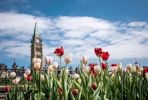 parliament-buildings-tulips-ottawa-canada