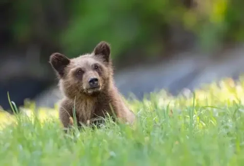 bear-cub-lake-louise-canada