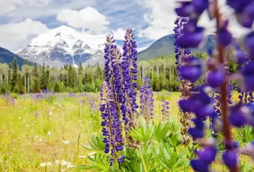 wildflowers-mount-robson-canada