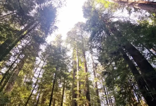 Redwoods Oregon
