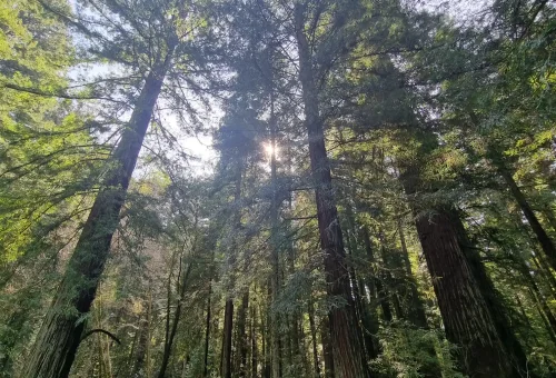 Redwoods