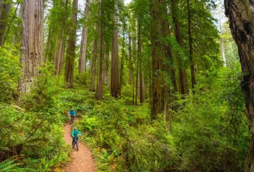 damnation-creek-trail-biking-crescent-city