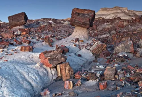 petrified_forest