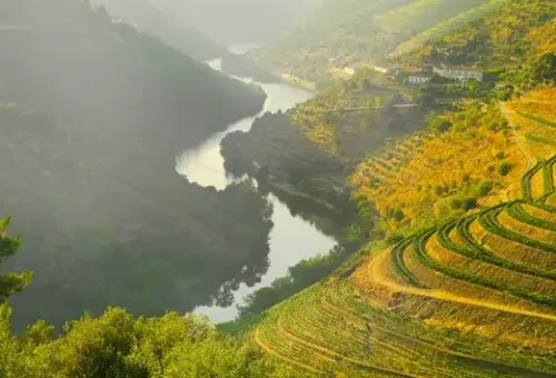 vineyards-douro-valley