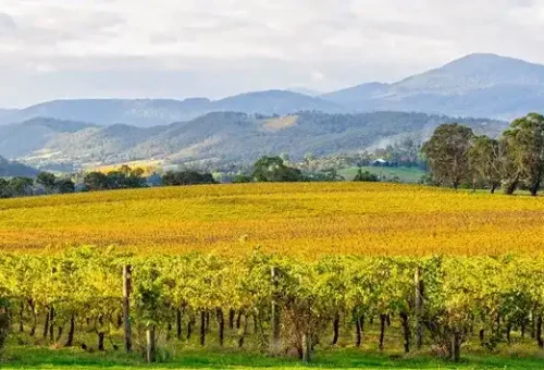 yarra-valley-vineyard-melbourne-australia-1