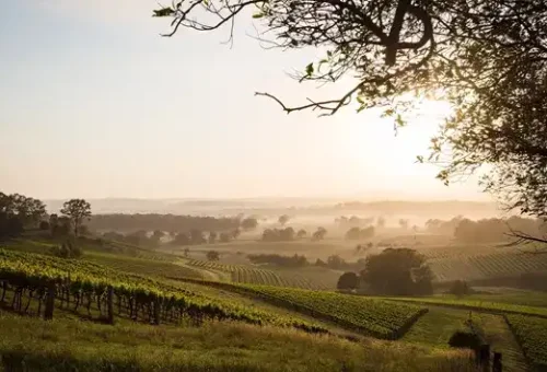 53_sun-setting-vineyards-hunter-valley-wine-australia-12