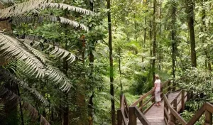 Daintree Rainforest Cairns Australia 12