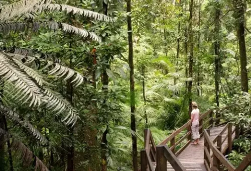 daintree-rainforest-cairns-australia-12
