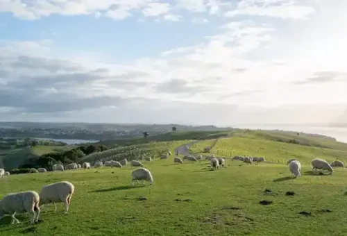 sheep-south-otago-dunedin-new-zealand-9