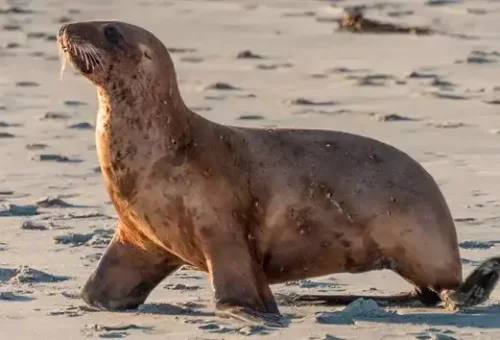 sea-lion-walking-on-the-beach-dunedin-new-zealand-9