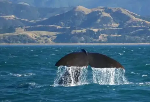whale-at-sea-kaikoura-new-zealand-9