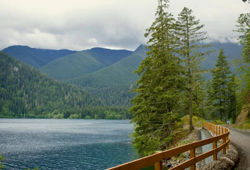 Lake Crescent Forest Walk